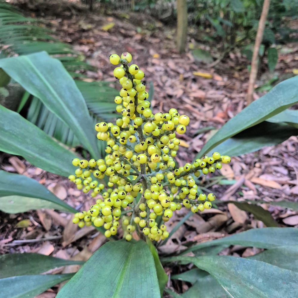 Un-ripened fruits of reintroduced Hanguana neglecta in the Gardens! (Photo credit: Matti Niissalo)